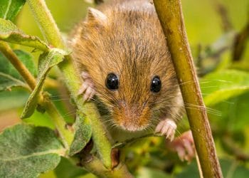 home_services_rodent-350x250 home_services_rodent-350x250