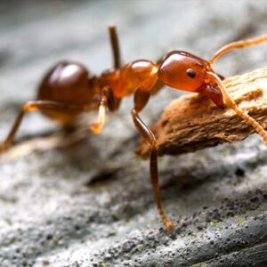 ant