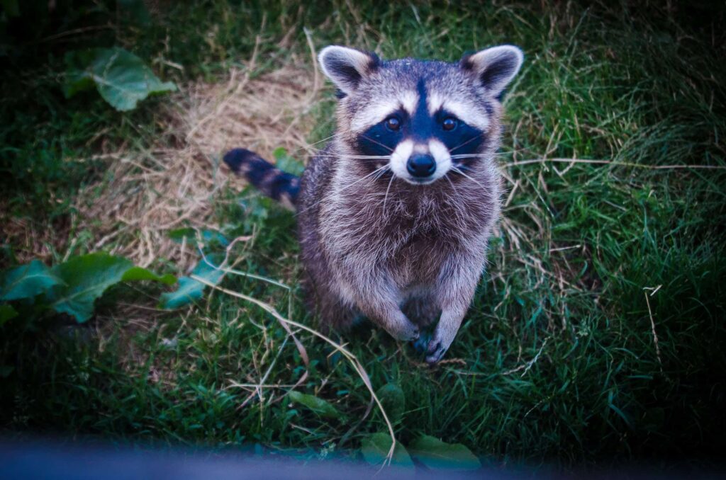 Brown and Black Raccoon Photo