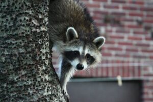 Raccoon in a tree
