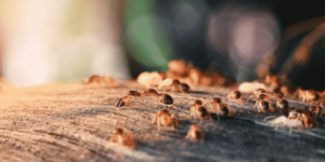 termites