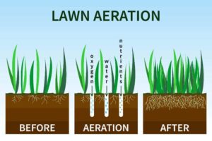 Infographic showing the benefits of lawn aeration