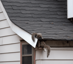 wildlife removal squirrel removal
