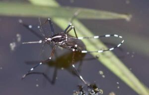 spider pest control
