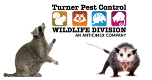 commercial wildlife usual suspects