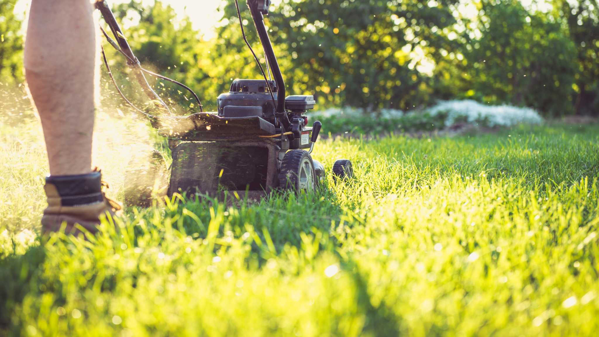 Spring Lawn Preparation: Essential Lawn & Pest Control Tips for a ...