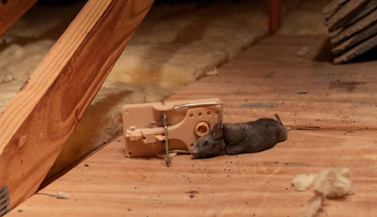 Dead Rodent How Do You Know When All The Mice Are Gone Here s