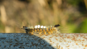 Tussock moth caterpillars can be a nuisance and a hazard for your business.