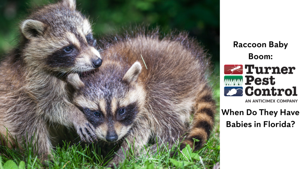 Raccoon baby Season