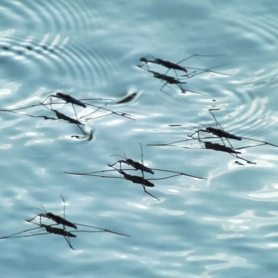 Moxquitos in standing water
