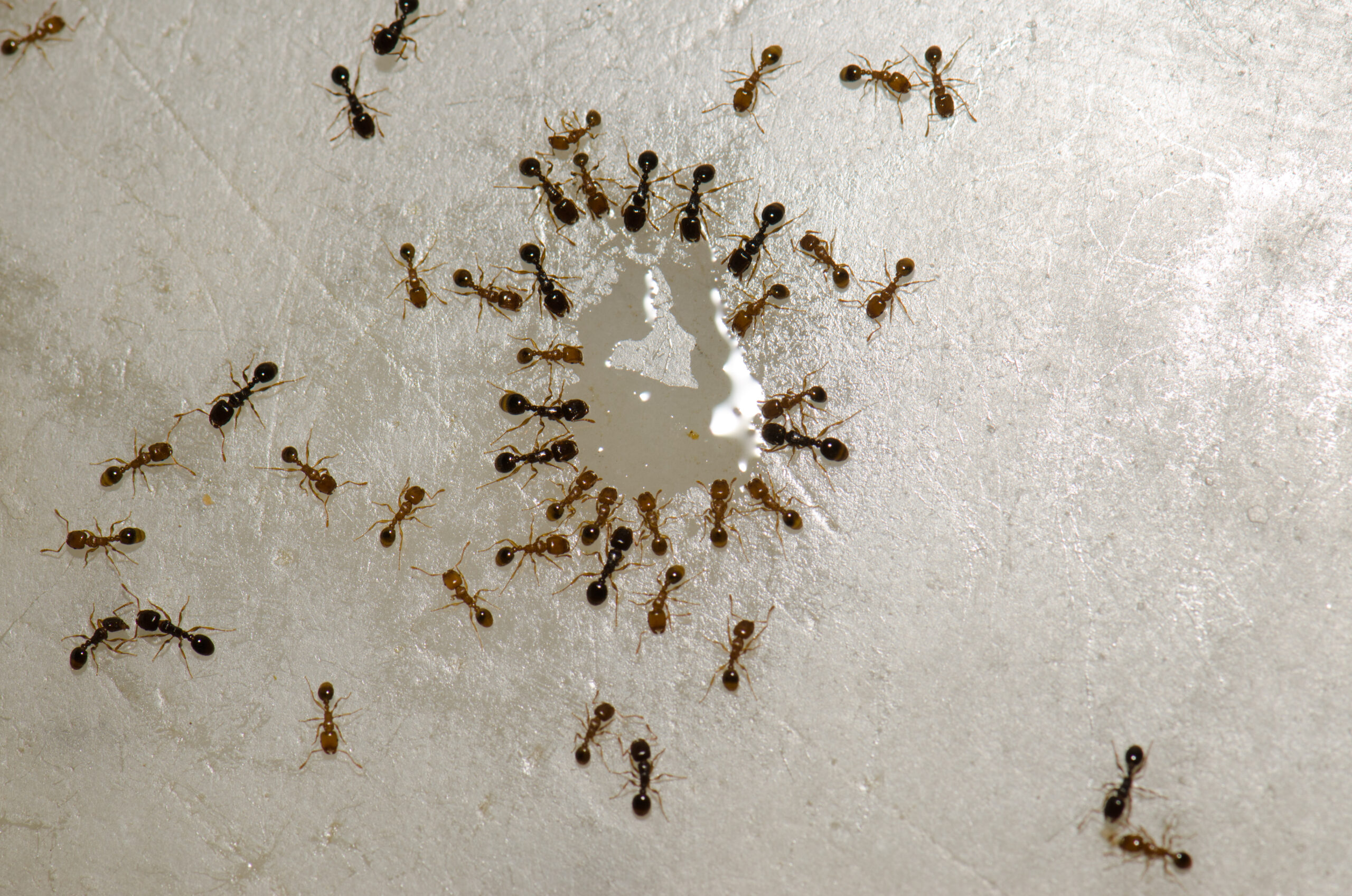 Ants in an Office Setting