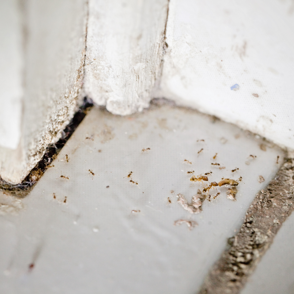 Protect your Business from Summer Ant Infestations