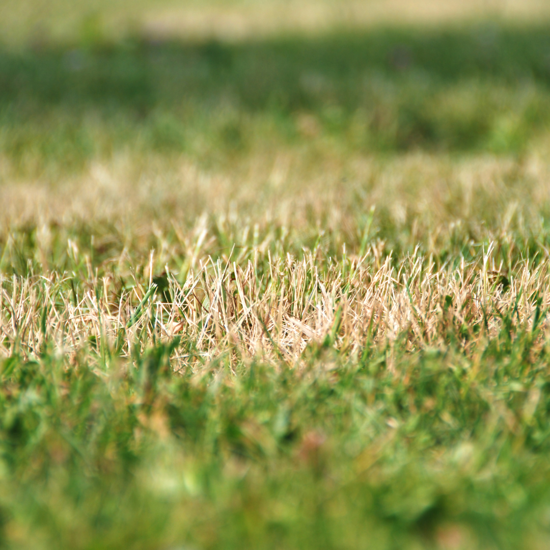 Dry florida grass due to drought