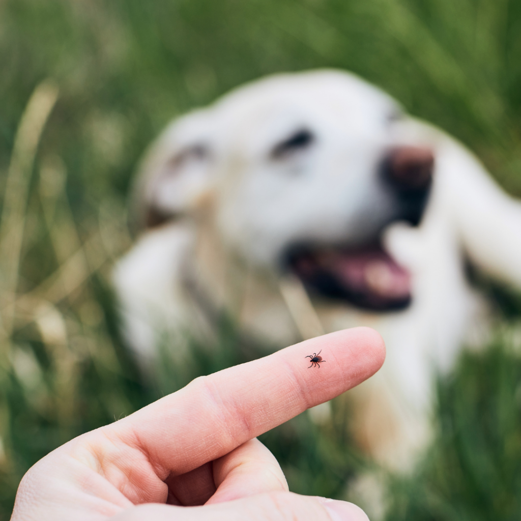 Tick Awareness Week 2025