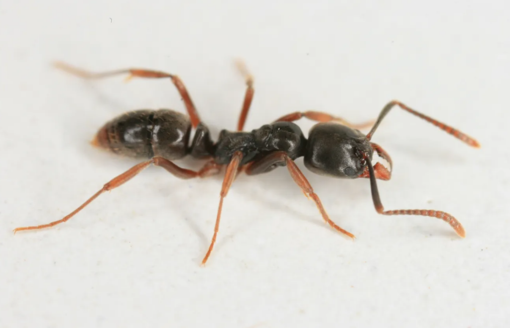 Single Asian Needle Ant crawling