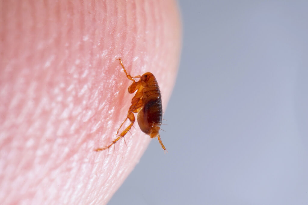 Up close image of a flea on a human finger