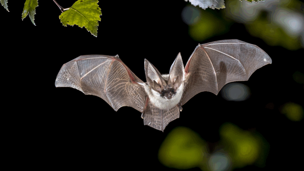 Bat exlusion for commerical properties
