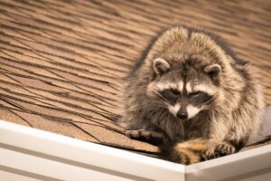 wildlife-removal-in-port-st-lucie-is-essential-after-severe-weather