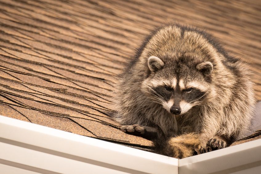 wildlife-removal-in-port-st-lucie-is-essential-after-severe-weather