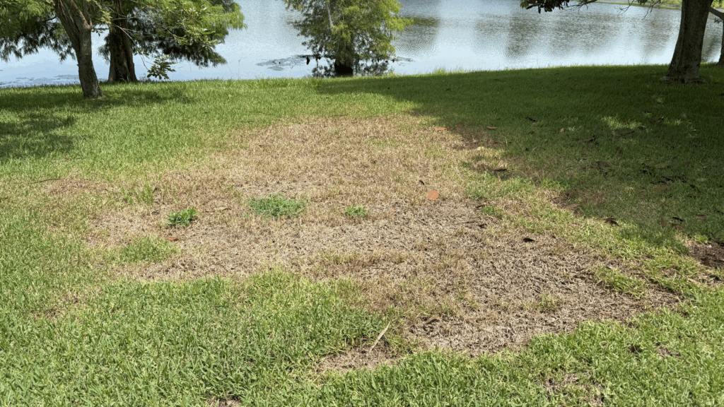 Learn how Turner Pest Control inspects, treats and restores your turf