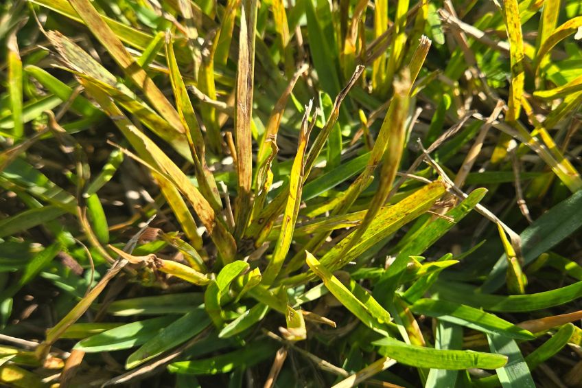 Close-up image of grass infected with LVN