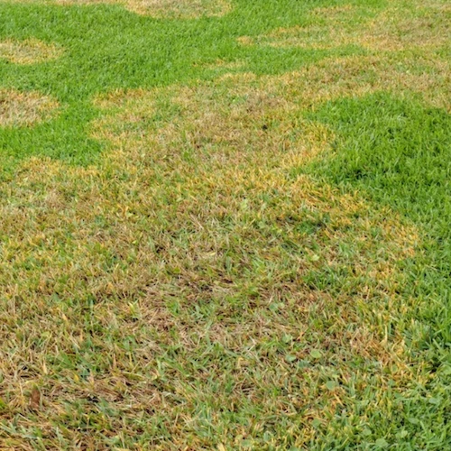 lawn fungus lawn fungus