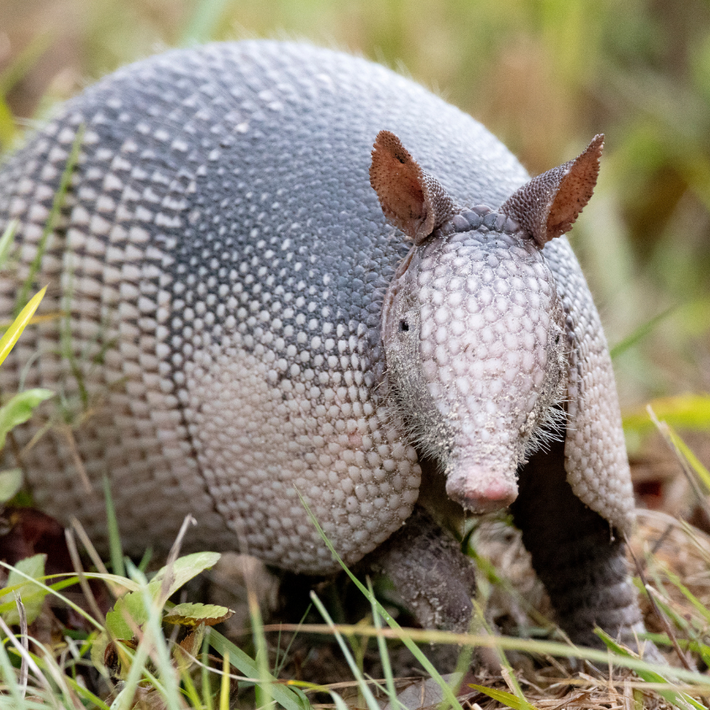 florida armadillo removal services