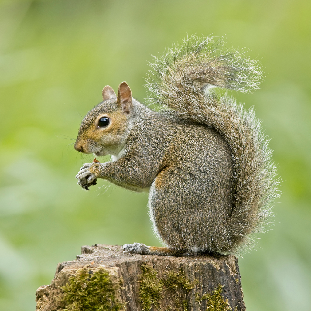 florida squirrel removal services