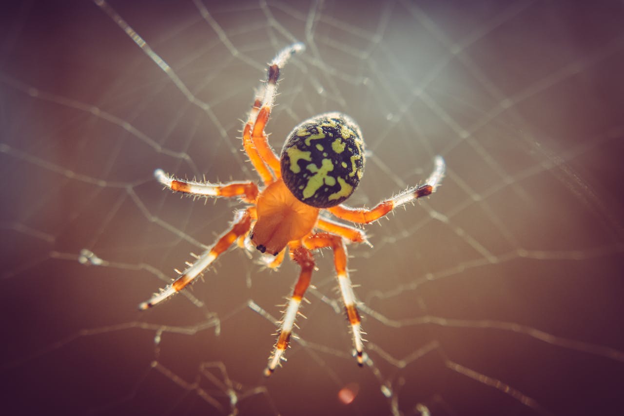 Spider and Pest Control for Florida Homes