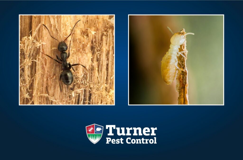 Ants vs. termites comparison blog graphic for Turner Pest Control featuring close-up photography of a black carpenter ant on wood fiber and a pale termite on damaged wood, set against a dark blue background with the Turner Pest Control logo