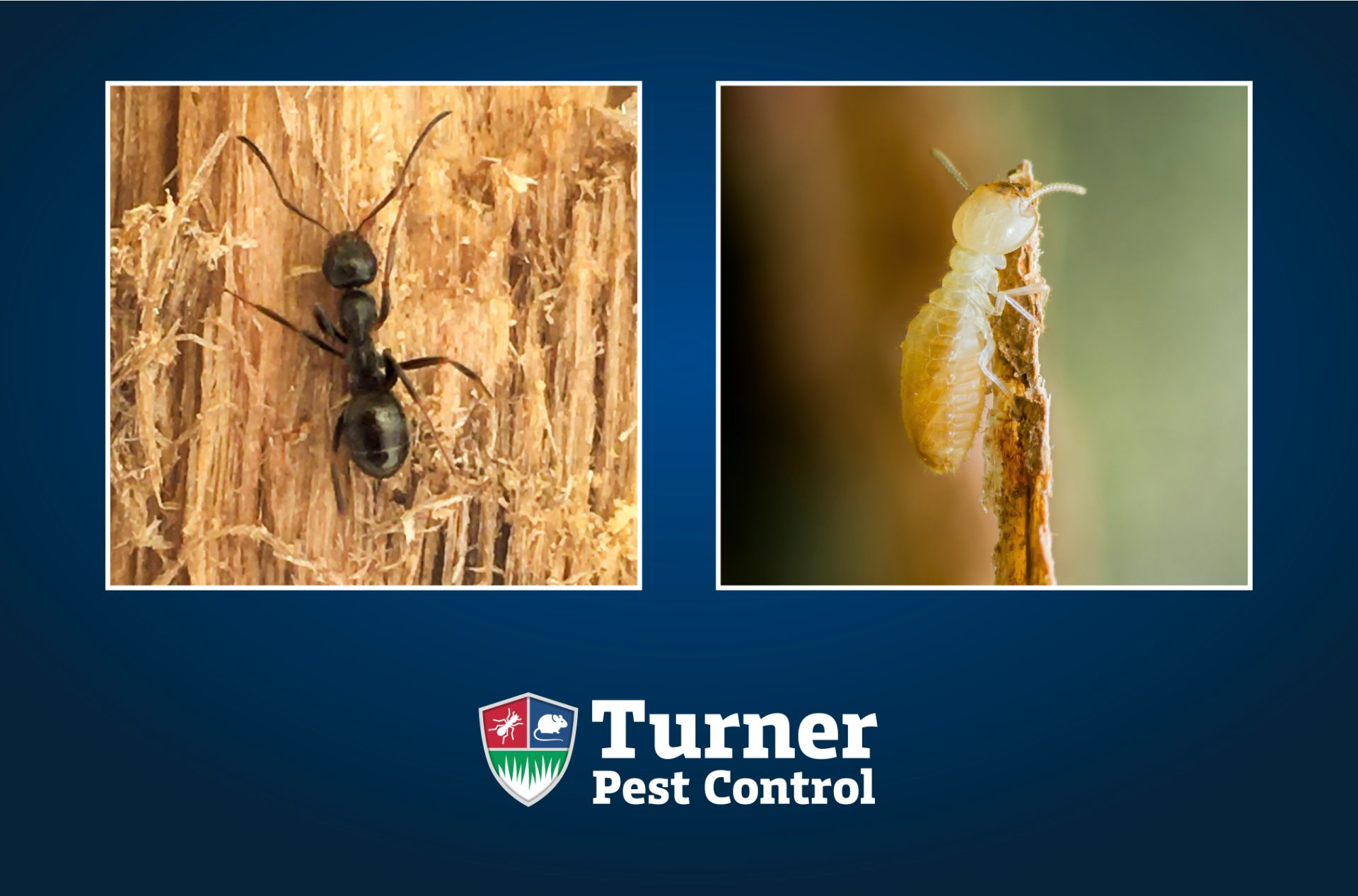 Ants vs. termites comparison blog graphic for Turner Pest Control featuring close-up photography of a black carpenter ant on wood fiber and a pale termite on damaged wood, set against a dark blue background with the Turner Pest Control logo