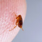Up close image of a flea on a human finger