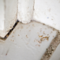 Protect your Business from Summer Ant Infestations