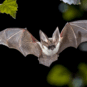 Bat exlusion for commerical properties