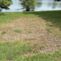 Learn how Turner Pest Control inspects, treats and restores your turf