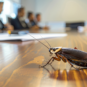 Roach crawling on board room table