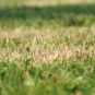 Dry florida grass due to drought