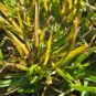 Close-up image of grass infected with LVN