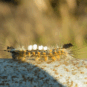 Tussock moth caterpillars can be a nuisance and a hazard for your business.