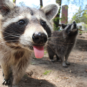 Raccoon Babies in Florida