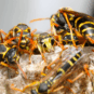 close-up images of wasps