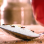 Sugar Ant Invasion
