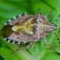 Chinch Bugs