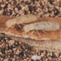 Drywood Termites
