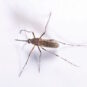 Mosquito Season in Orlando