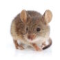 Rodent Control