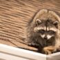 wildlife-removal-in-port-st-lucie-is-essential-after-severe-weather