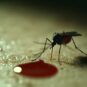Mosquito and Blood Drop