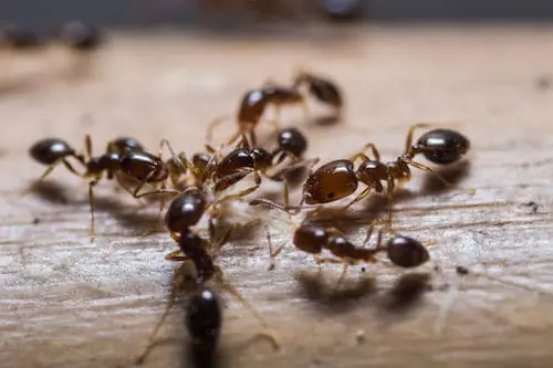 ant control