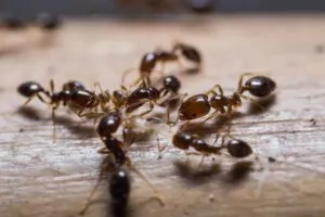 ant control